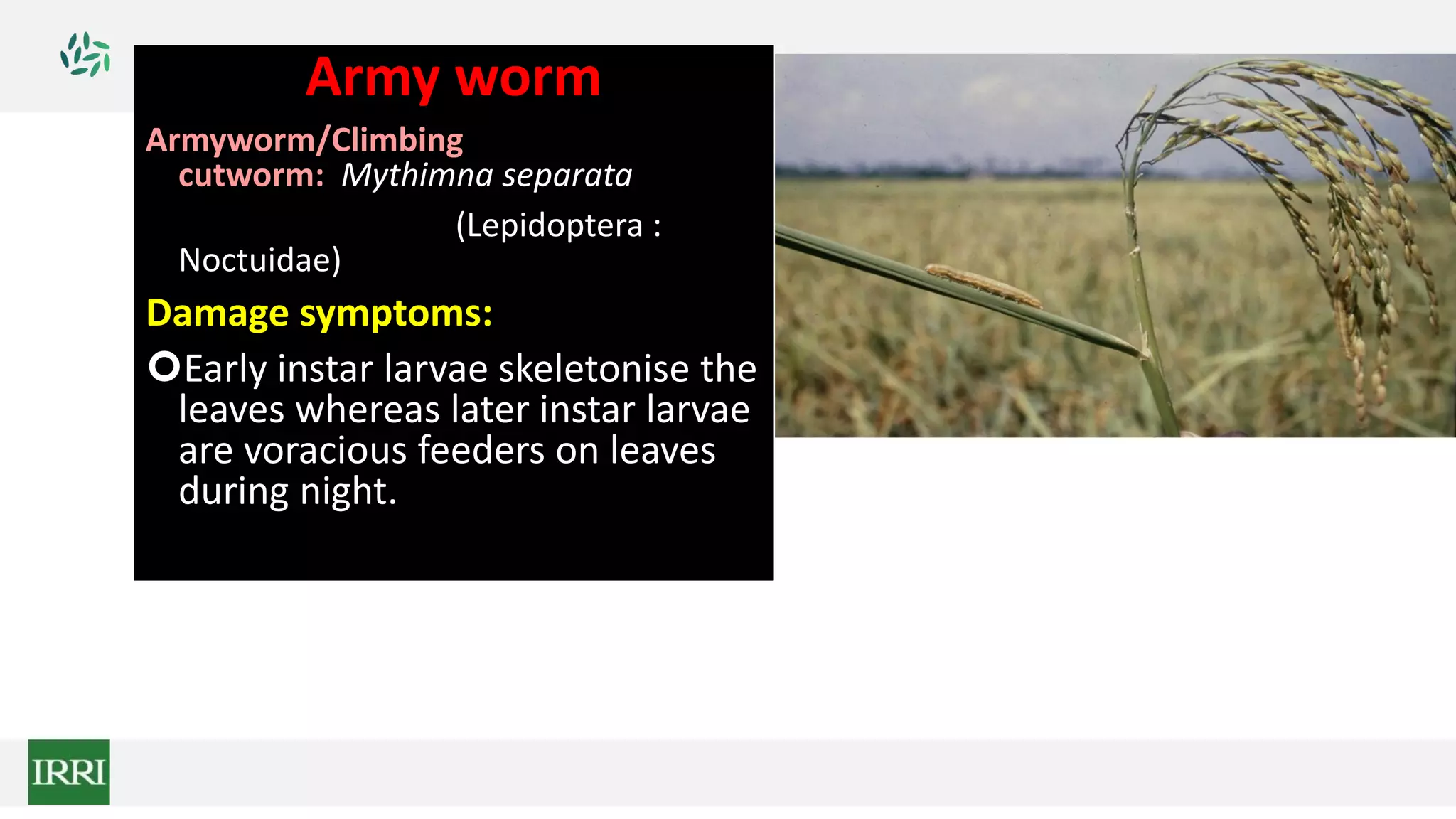 Army worm
Armyworm/Climbing
cutworm: Mythimna separata
(Lepidoptera :
Noctuidae)
Damage symptoms:
Early instar larvae skeletonise the
leaves whereas later instar larvae
are voracious feeders on leaves
during night.
 