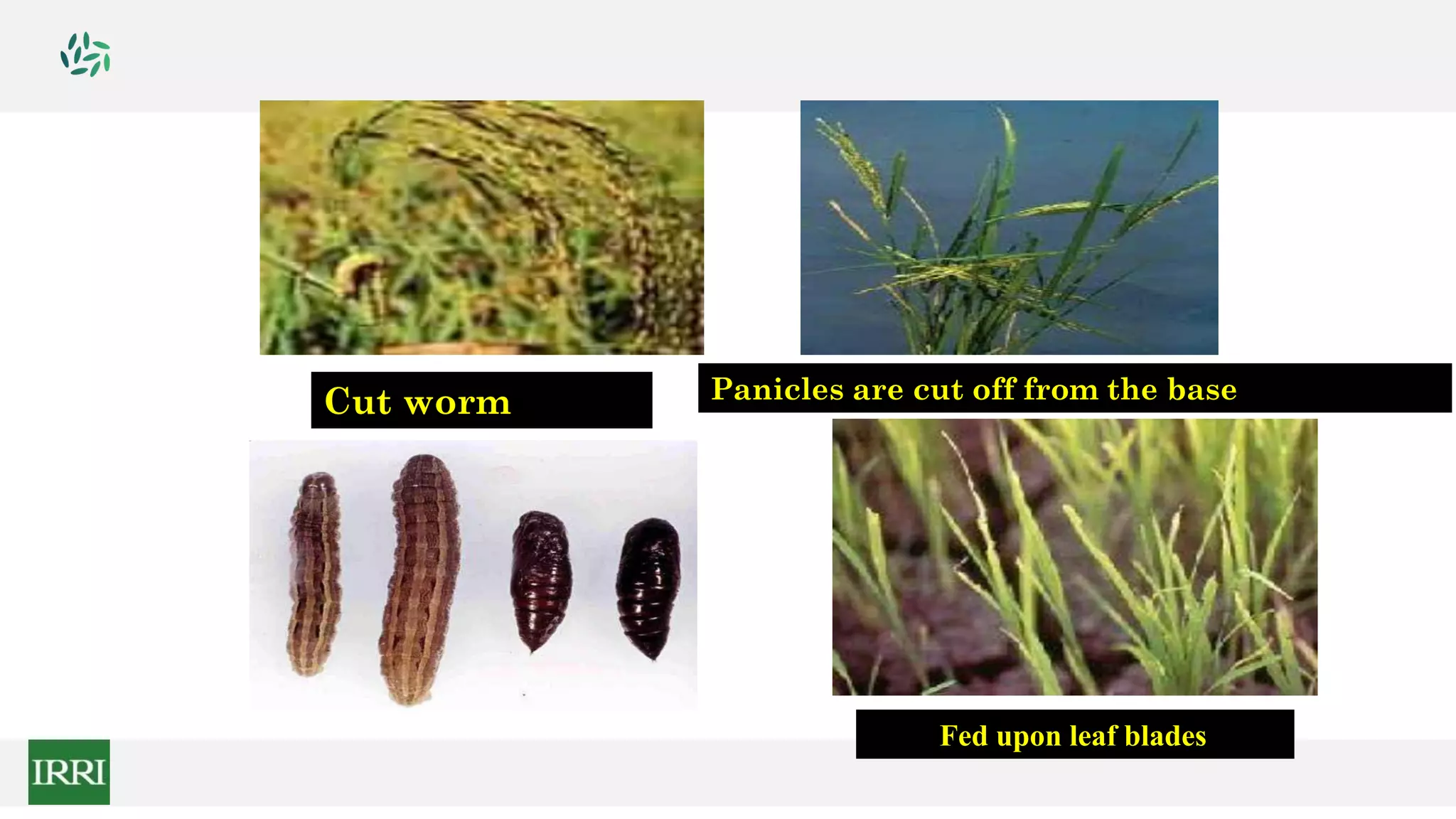 Cut worm Panicles are cut off from the base
Fed upon leaf blades
 