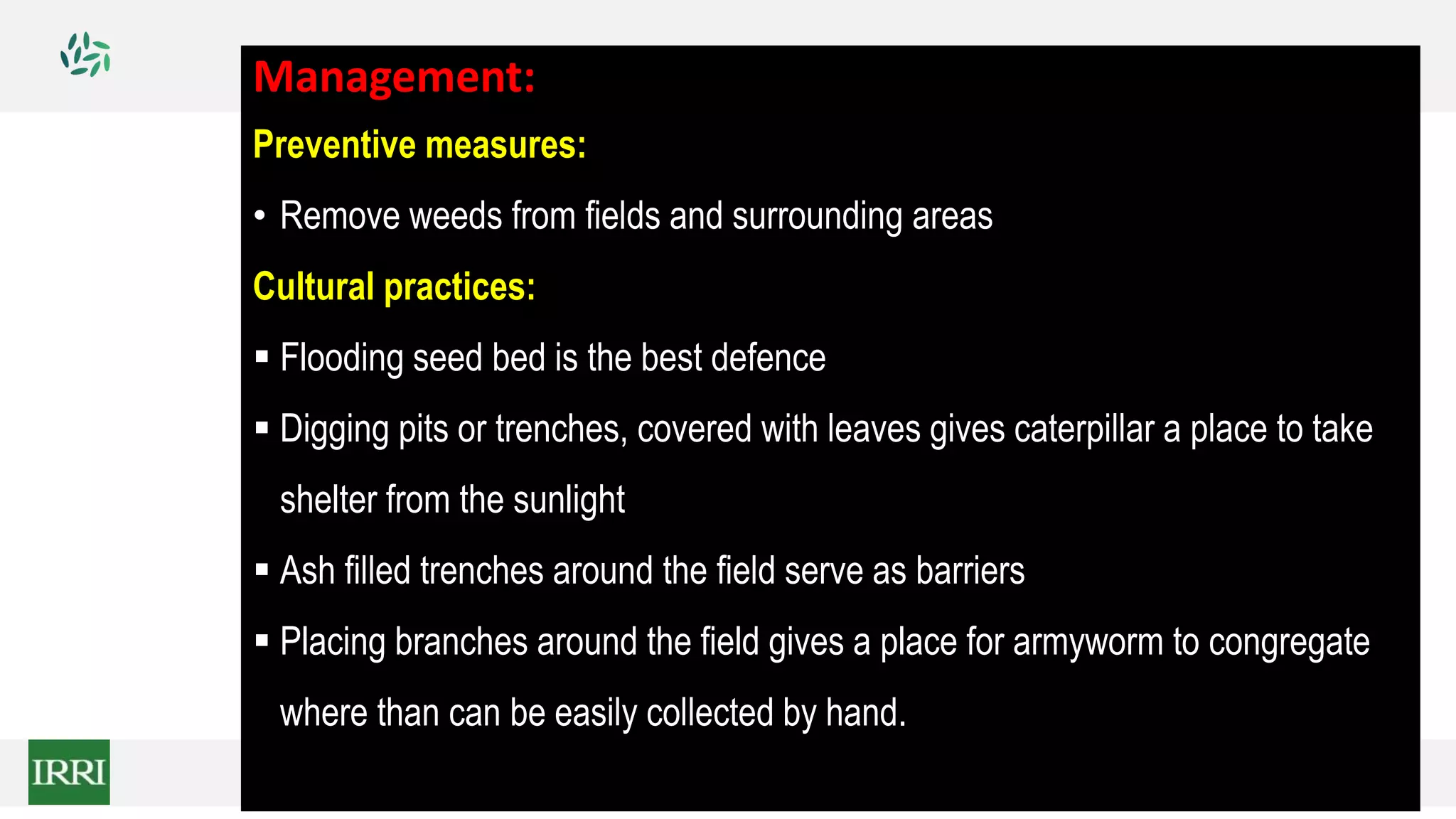 Management:
Preventive measures:
• Remove weeds from fields and surrounding areas
Cultural practices:
 Flooding seed bed is the best defence
 Digging pits or trenches, covered with leaves gives caterpillar a place to take
shelter from the sunlight
 Ash filled trenches around the field serve as barriers
 Placing branches around the field gives a place for armyworm to congregate
where than can be easily collected by hand.
 