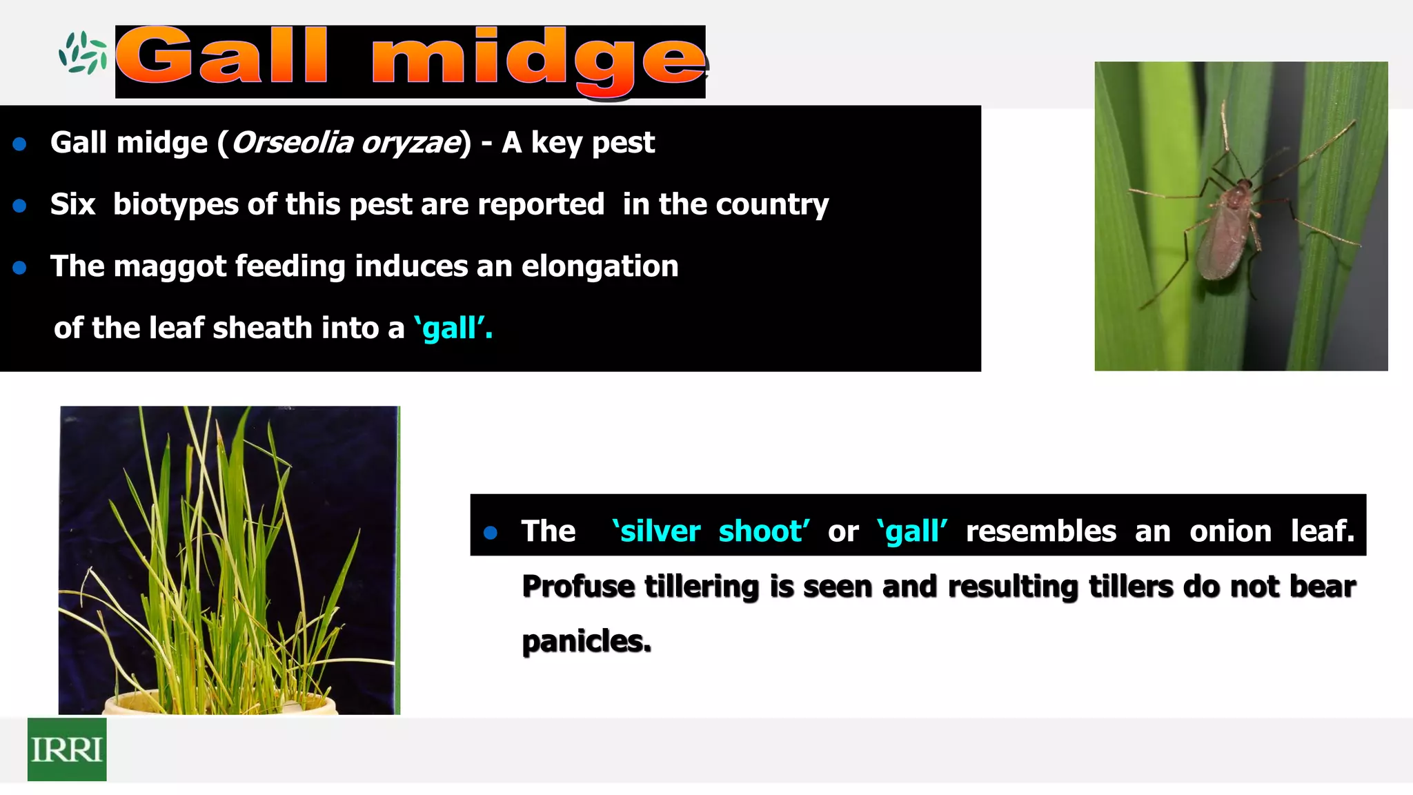  Gall midge (Orseolia oryzae) - A key pest
 Six biotypes of this pest are reported in the country
 The maggot feeding induces an elongation
of the leaf sheath into a ‘gall’.
 The ‘silver shoot’ or ‘gall’ resembles an onion leaf.
Profuse tillering is seen and resulting tillers do not bear
panicles.
 