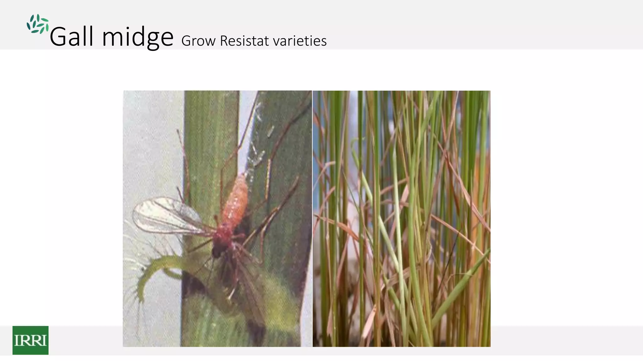Gall midge Grow Resistat varieties
 