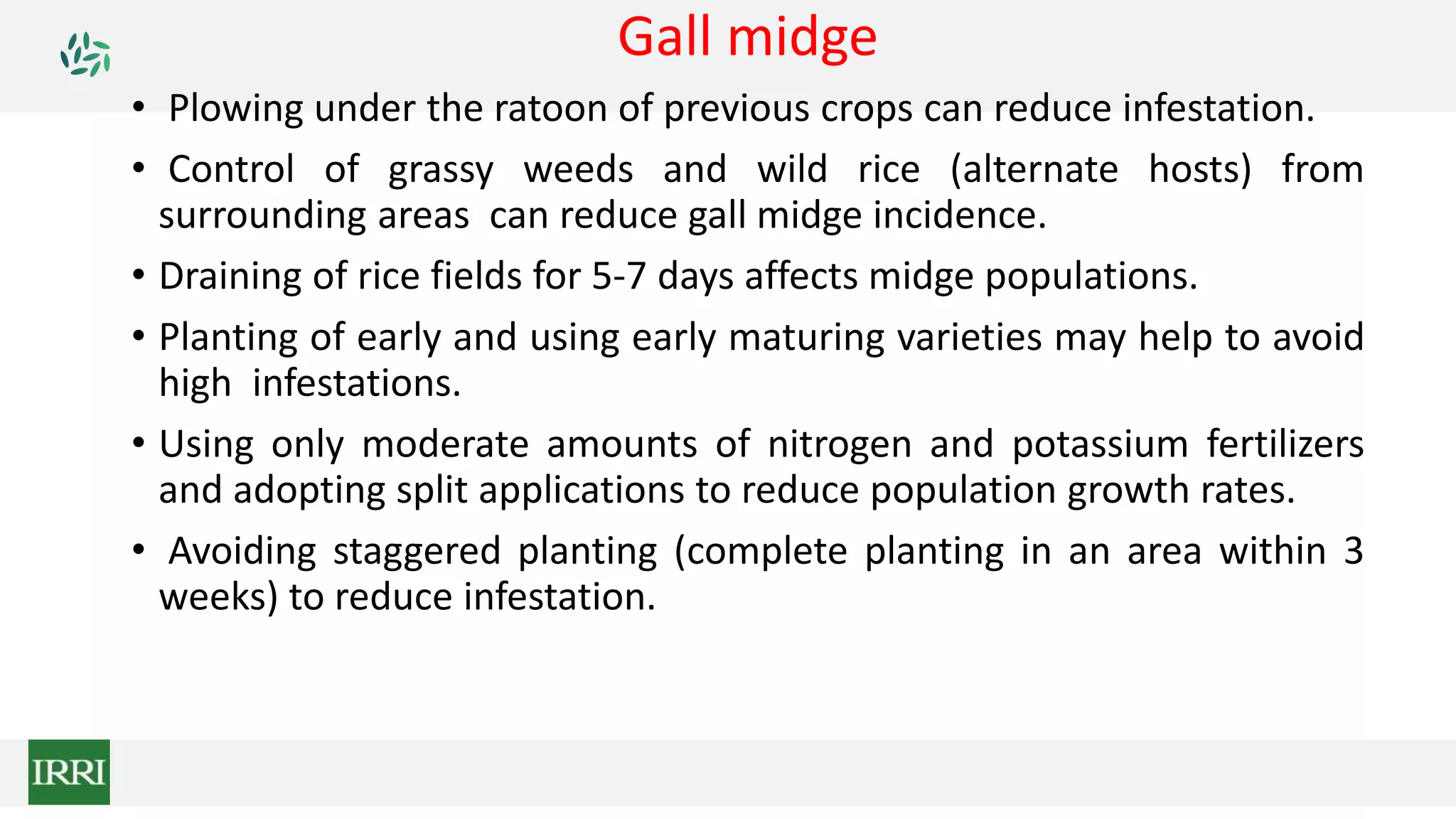 Gall midge
• Plowing under the ratoon of previous crops can reduce infestation.
• Control of grassy weeds and wild rice (alternate hosts) from
surrounding areas can reduce gall midge incidence.
• Draining of rice fields for 5-7 days affects midge populations.
• Planting of early and using early maturing varieties may help to avoid
high infestations.
• Using only moderate amounts of nitrogen and potassium fertilizers
and adopting split applications to reduce population growth rates.
• Avoiding staggered planting (complete planting in an area within 3
weeks) to reduce infestation.
 