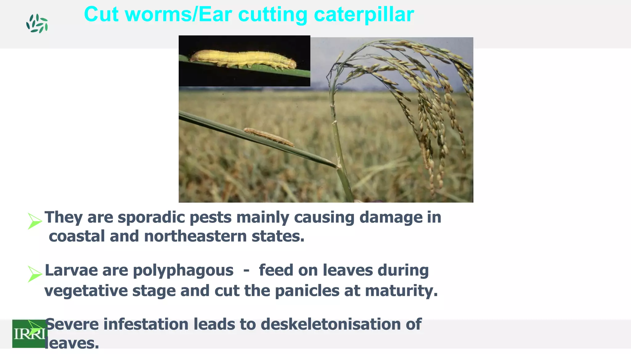 They are sporadic pests mainly causing damage in
coastal and northeastern states.
Larvae are polyphagous - feed on leaves during
vegetative stage and cut the panicles at maturity.
Severe infestation leads to deskeletonisation of
leaves.
Cut worms/Ear cutting caterpillar
 