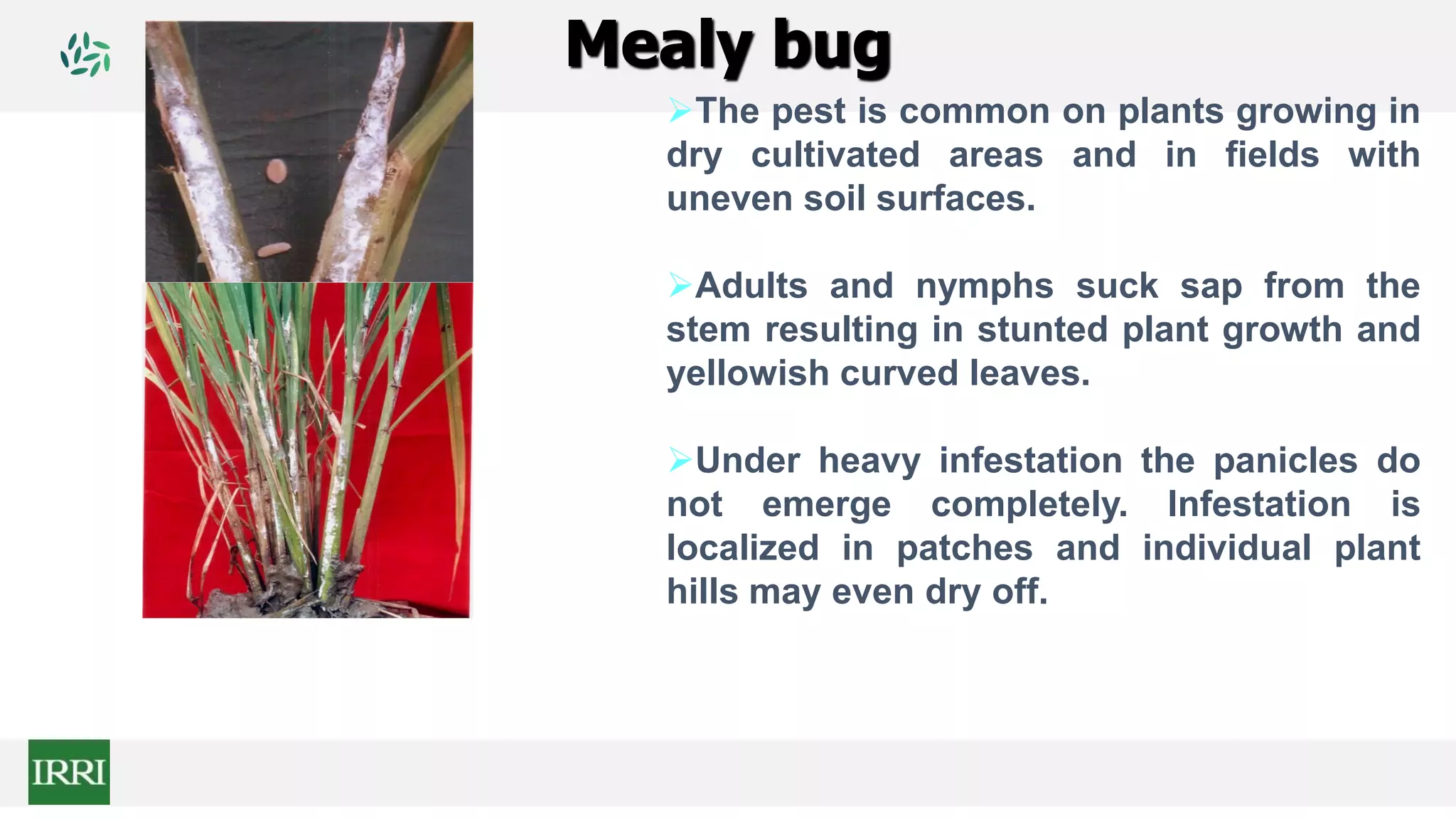Mealy bug
The pest is common on plants growing in
dry cultivated areas and in fields with
uneven soil surfaces.
Adults and nymphs suck sap from the
stem resulting in stunted plant growth and
yellowish curved leaves.
Under heavy infestation the panicles do
not emerge completely. Infestation is
localized in patches and individual plant
hills may even dry off.
 