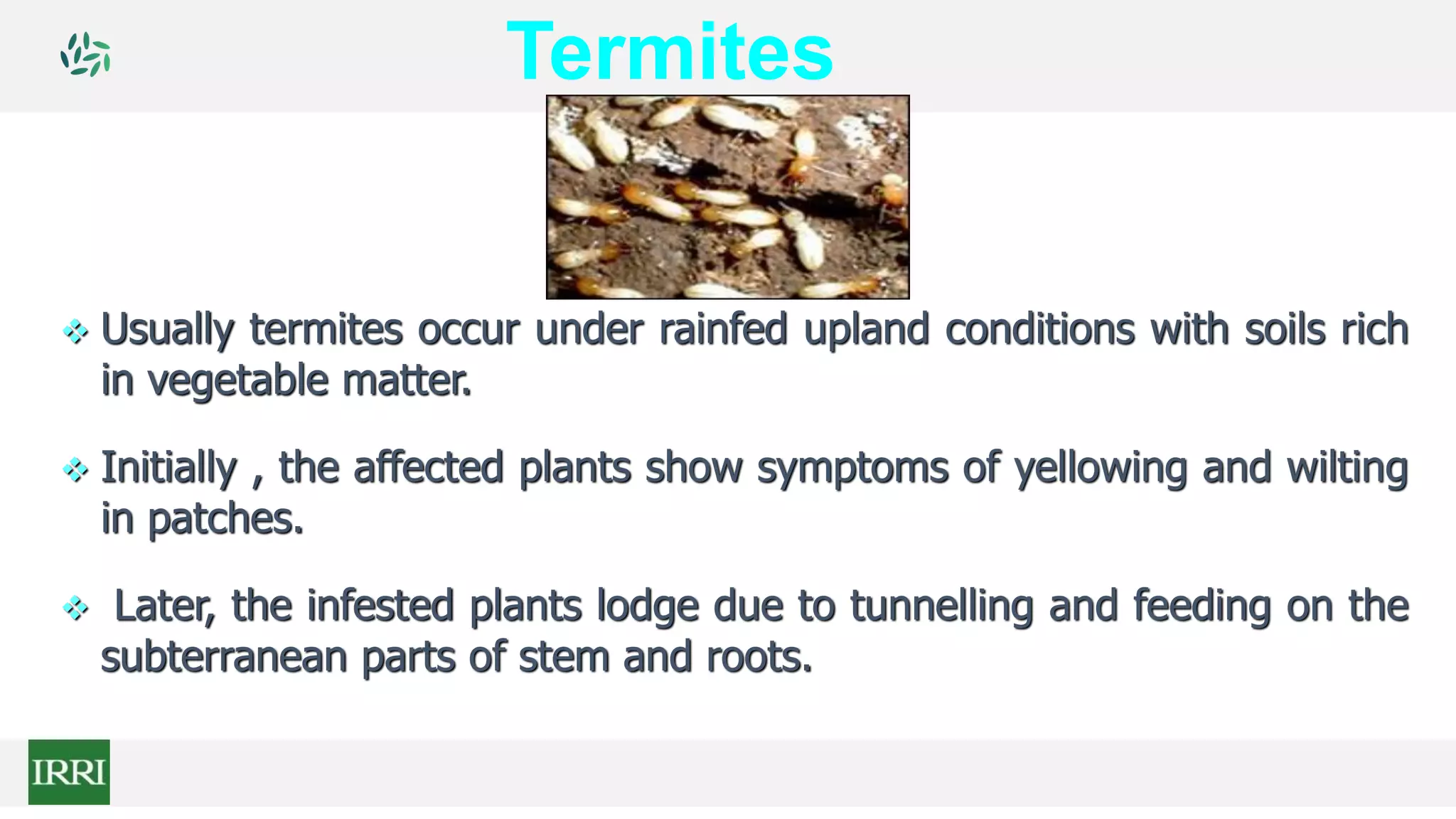  Usually termites occur under rainfed upland conditions with soils rich
in vegetable matter.
 Initially , the affected plants show symptoms of yellowing and wilting
in patches.
 Later, the infested plants lodge due to tunnelling and feeding on the
subterranean parts of stem and roots.
Termites
 
