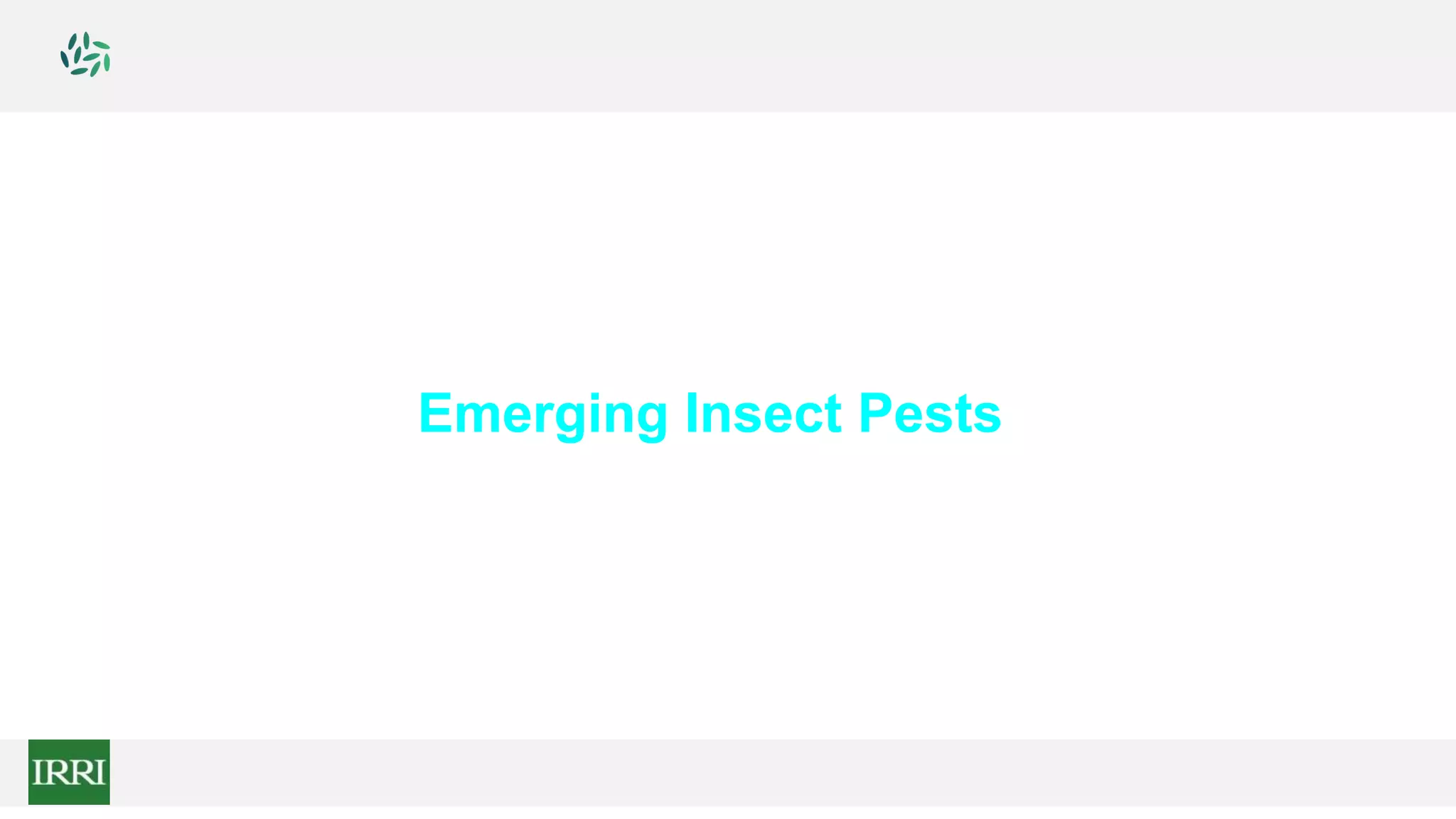 Emerging Insect Pests
 