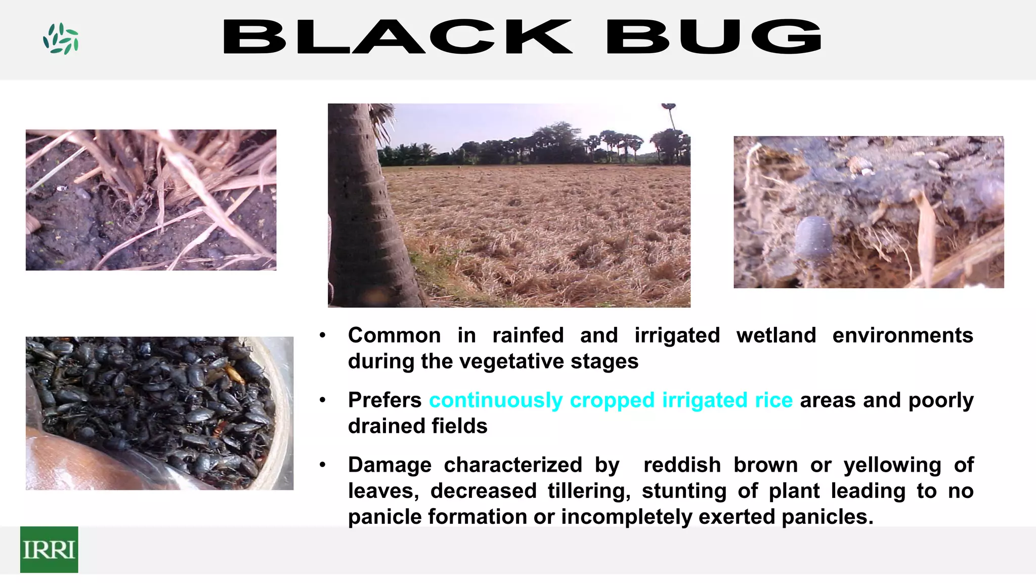 • Common in rainfed and irrigated wetland environments
during the vegetative stages
• Prefers continuously cropped irrigated rice areas and poorly
drained fields
• Damage characterized by reddish brown or yellowing of
leaves, decreased tillering, stunting of plant leading to no
panicle formation or incompletely exerted panicles.
 