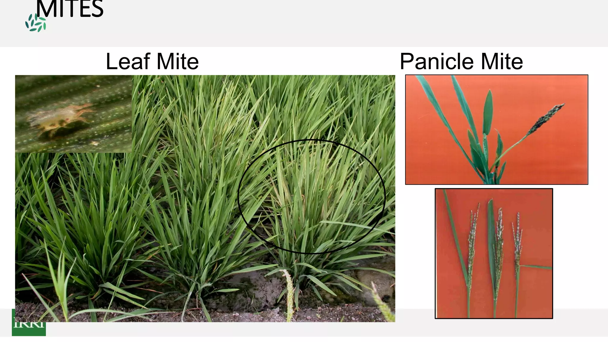 MITES
Leaf Mite Panicle Mite
 