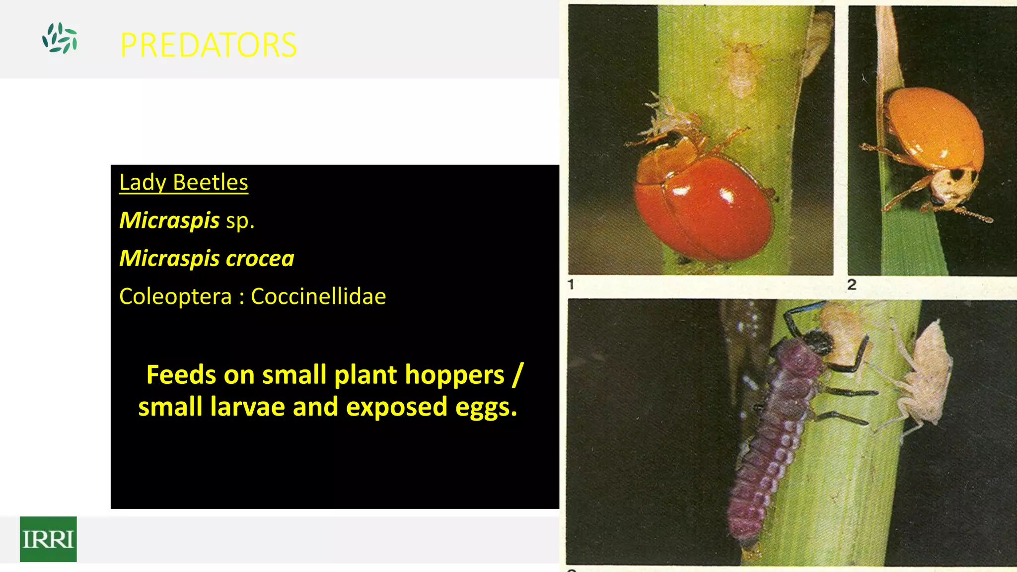 PREDATORS
Lady Beetles
Micraspis sp.
Micraspis crocea
Coleoptera : Coccinellidae
Feeds on small plant hoppers /
small larvae and exposed eggs.
 