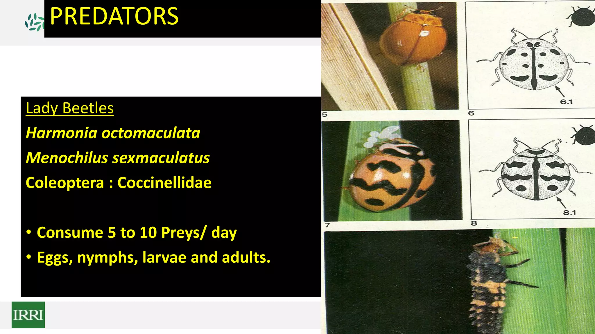 PREDATORS
Lady Beetles
Harmonia octomaculata
Menochilus sexmaculatus
Coleoptera : Coccinellidae
• Consume 5 to 10 Preys/ day
• Eggs, nymphs, larvae and adults.
 