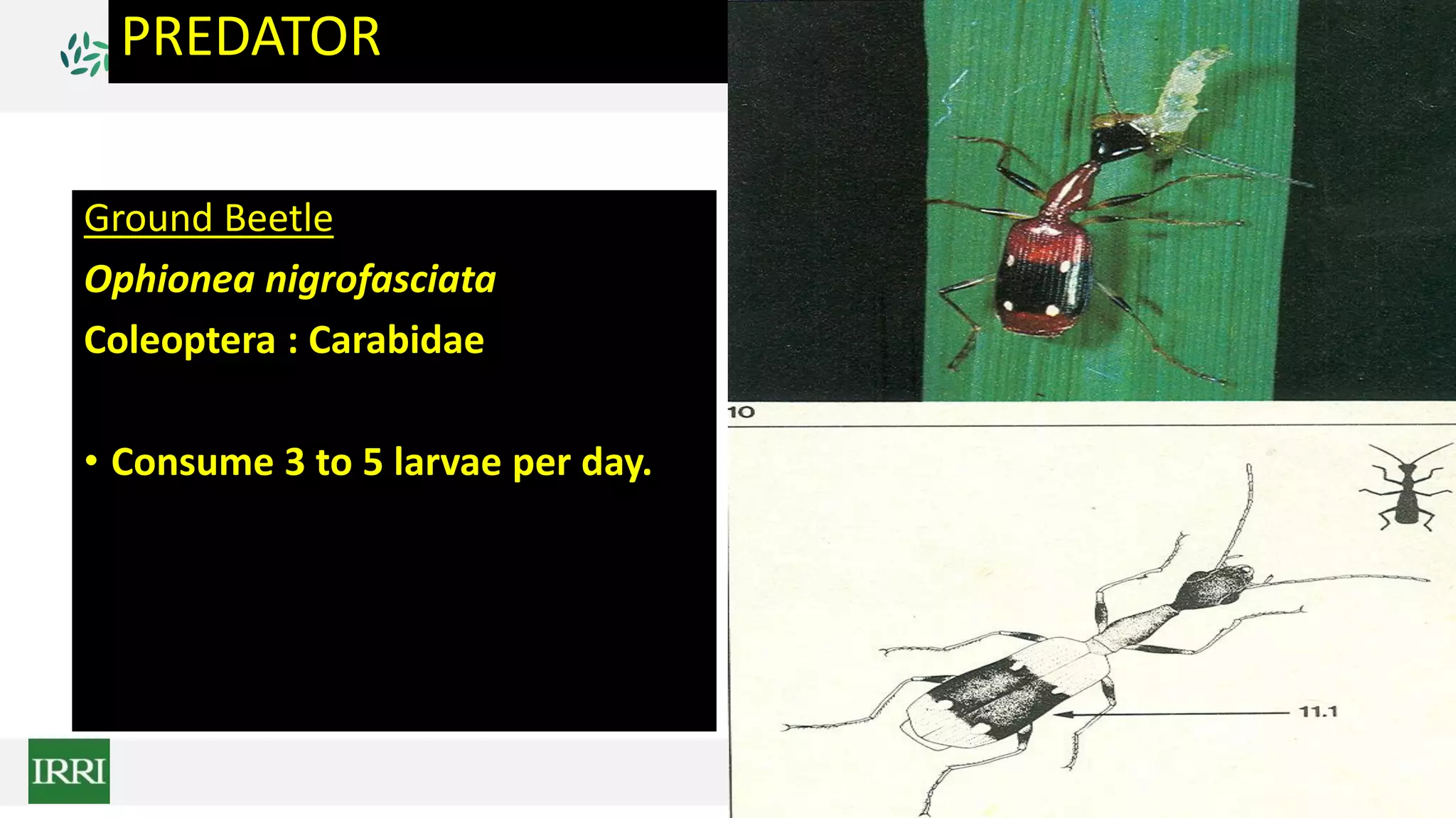 PREDATOR
Ground Beetle
Ophionea nigrofasciata
Coleoptera : Carabidae
• Consume 3 to 5 larvae per day.
 