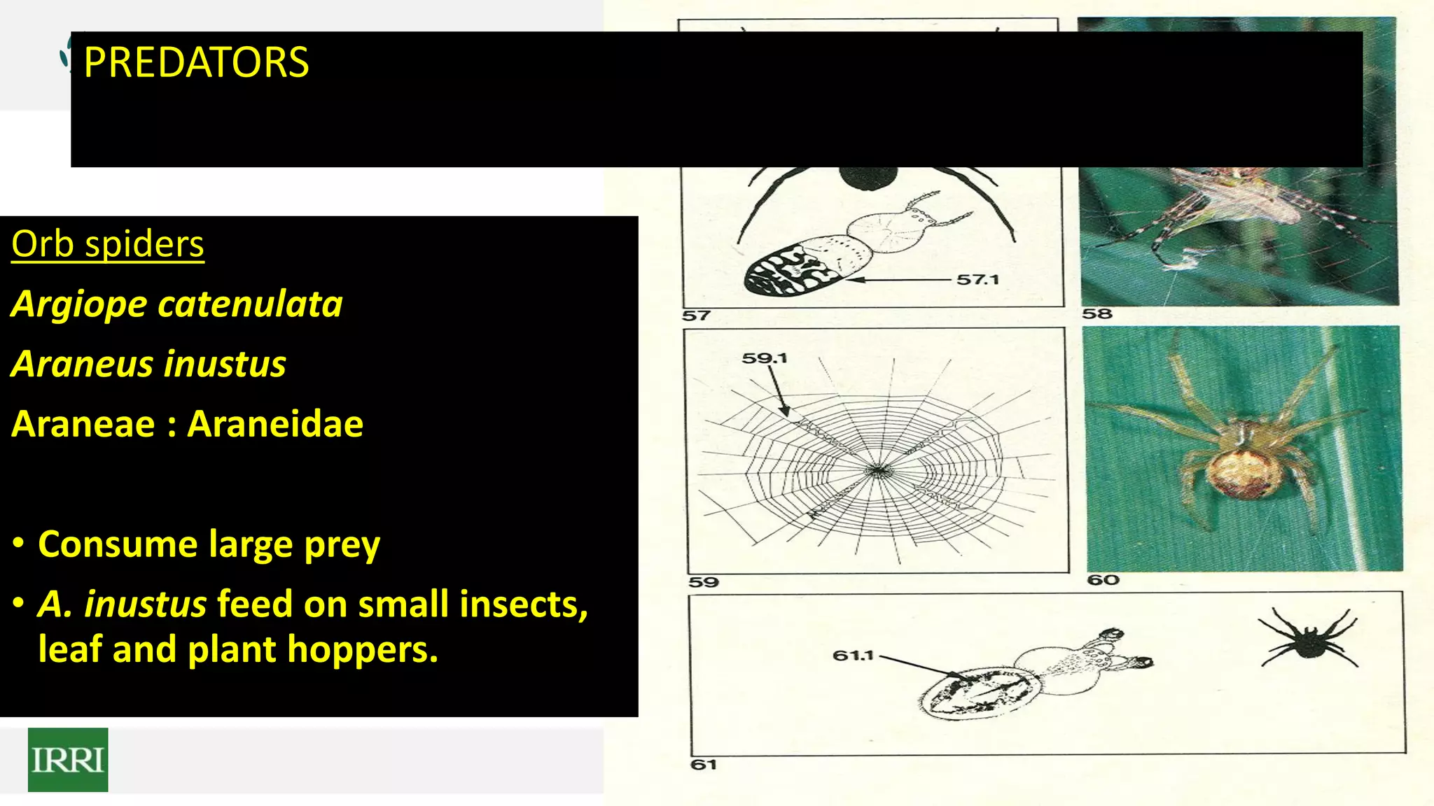 PREDATORS
Orb spiders
Argiope catenulata
Araneus inustus
Araneae : Araneidae
• Consume large prey
• A. inustus feed on small insects,
leaf and plant hoppers.
 