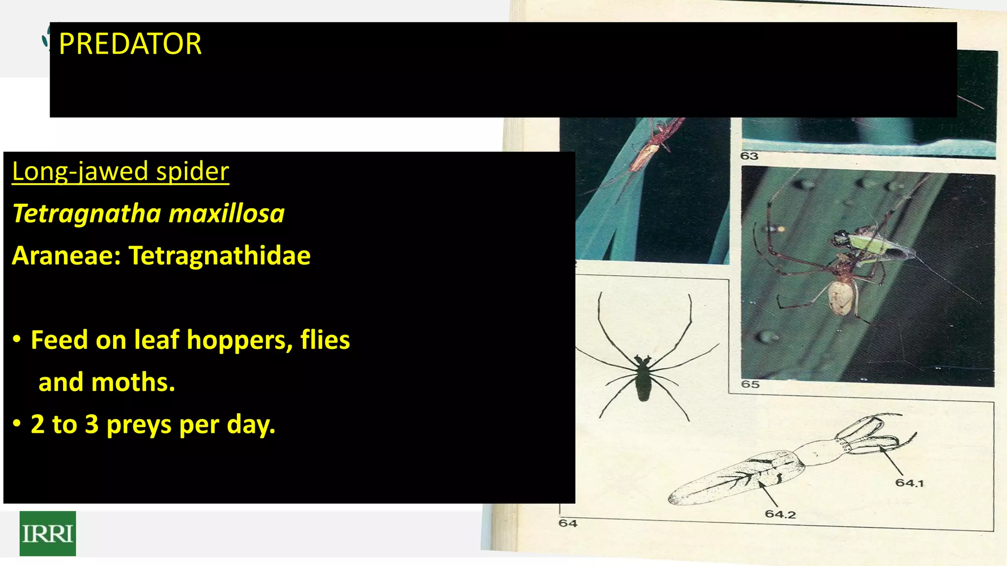 PREDATOR
Long-jawed spider
Tetragnatha maxillosa
Araneae: Tetragnathidae
• Feed on leaf hoppers, flies
and moths.
• 2 to 3 preys per day.
 