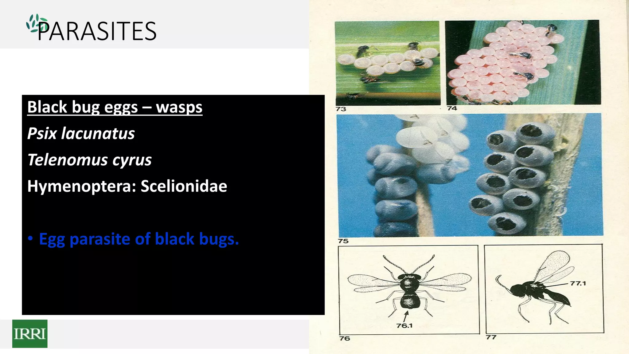 PARASITES
Black bug eggs – wasps
Psix lacunatus
Telenomus cyrus
Hymenoptera: Scelionidae
• Egg parasite of black bugs.
 