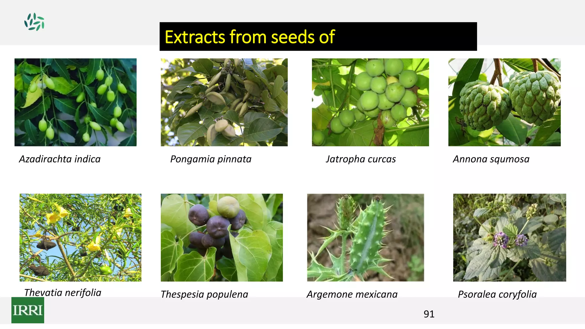 Extracts from seeds of
Thevatia nerifolia Thespesia populena
Jatropha curcas Annona squmosaPongamia pinnataAzadirachta indica
Argemone mexicana Psoralea coryfolia
91
 