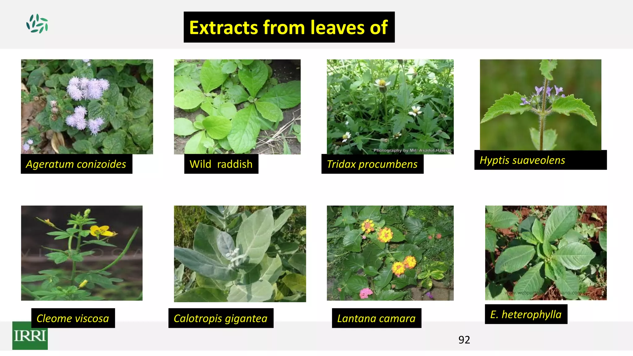 Extracts from leaves of
Lantana camara
Tridax procumbensAgeratum conizoides Hyptis suaveolens
Cleome viscosa
Wild raddish
Calotropis gigantea E. heterophylla
92
 