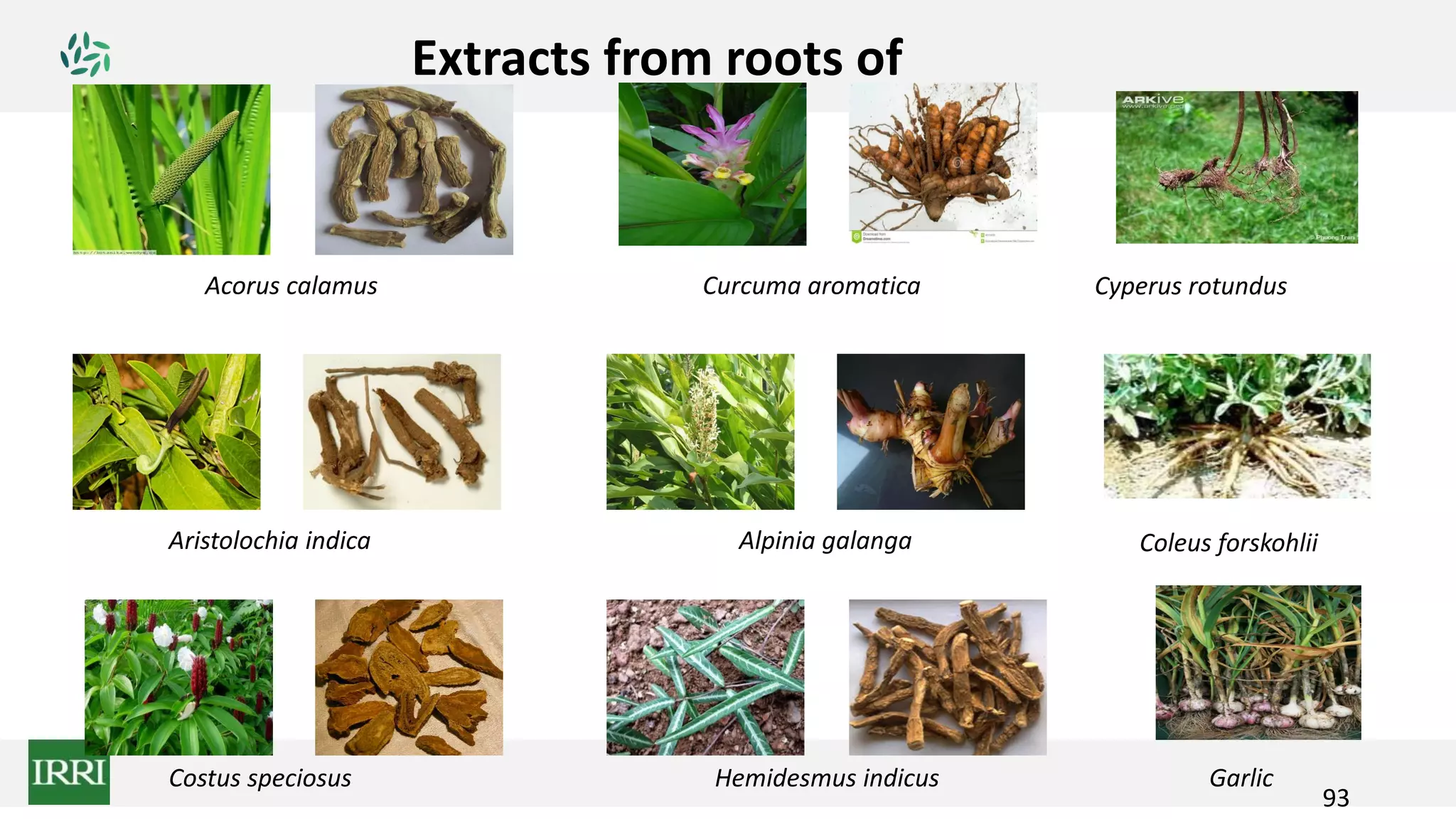 Cyperus rotundusAcorus calamus
Aristolochia indica Alpinia galanga
Costus speciosus
Coleus forskohlii
Curcuma aromatica
Hemidesmus indicus Garlic
Extracts from roots of
93
 