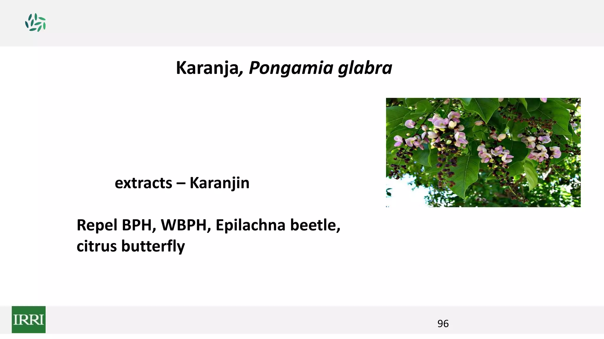 96
Seed extracts – Karanjin
Repel BPH, WBPH, Epilachna beetle,
citrus butterfly
Karanja, Pongamia glabra
 