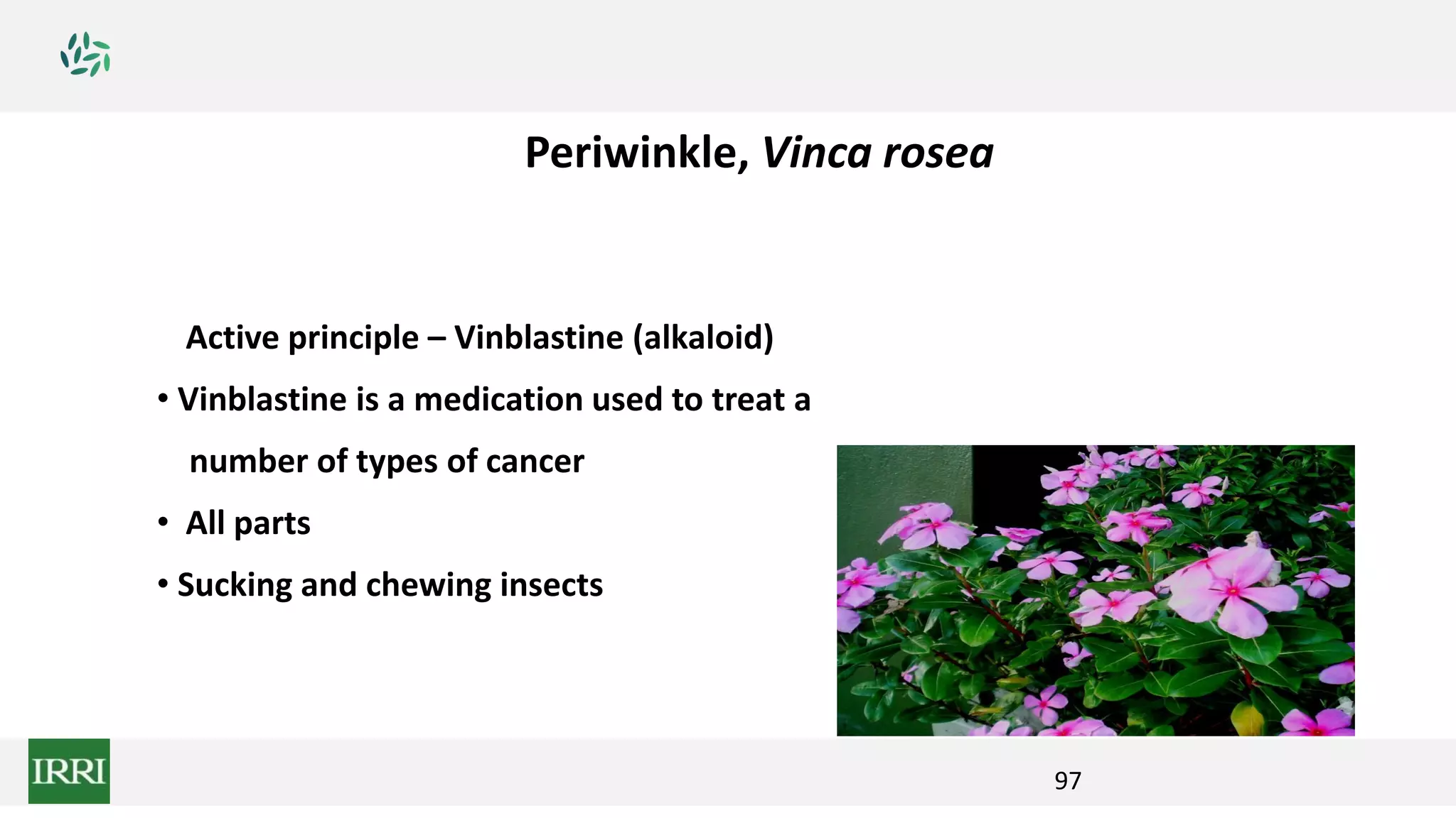 97
• Active principle – Vinblastine (alkaloid)
• Vinblastine is a medication used to treat a
number of types of cancer
• All parts
• Sucking and chewing insects
Periwinkle, Vinca rosea
 