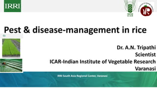 Pest & disease-management in rice
Dr. A.N. Tripathi
Scientist
ICAR-Indian Institute of Vegetable Research
Varanasi
IRRI South Asia Regional Center, Varanasi
 