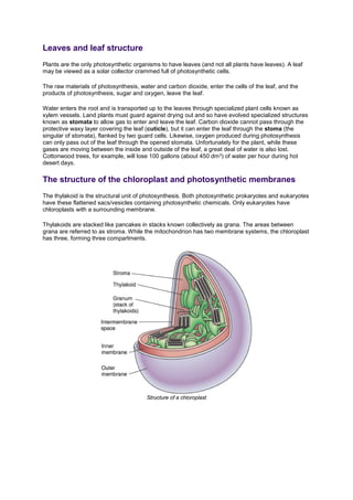 Leaves and leaf structure
Plants are the only photosynthetic organisms to have leaves (and not all plants have leaves). A leaf
may be viewed as a solar collector crammed full of photosynthetic cells.
The raw materials of photosynthesis, water and carbon dioxide, enter the cells of the leaf, and the
products of photosynthesis, sugar and oxygen, leave the leaf.
Water enters the root and is transported up to the leaves through specialized plant cells known as
xylem vessels. Land plants must guard against drying out and so have evolved specialized structures
known as stomata to allow gas to enter and leave the leaf. Carbon dioxide cannot pass through the
protective waxy layer covering the leaf (cuticle), but it can enter the leaf through the stoma (the
singular of stomata), flanked by two guard cells. Likewise, oxygen produced during photosynthesis
can only pass out of the leaf through the opened stomata. Unfortunately for the plant, while these
gases are moving between the inside and outside of the leaf, a great deal of water is also lost.
Cottonwood trees, for example, will lose 100 gallons (about 450 dm3) of water per hour during hot
desert days.
The structure of the chloroplast and photosynthetic membranes
The thylakoid is the structural unit of photosynthesis. Both photosynthetic prokaryotes and eukaryotes
have these flattened sacs/vesicles containing photosynthetic chemicals. Only eukaryotes have
chloroplasts with a surrounding membrane.
Thylakoids are stacked like pancakes in stacks known collectively as grana. The areas between
grana are referred to as stroma. While the mitochondrion has two membrane systems, the chloroplast
has three, forming three compartments.
Structure of a chloroplast
 