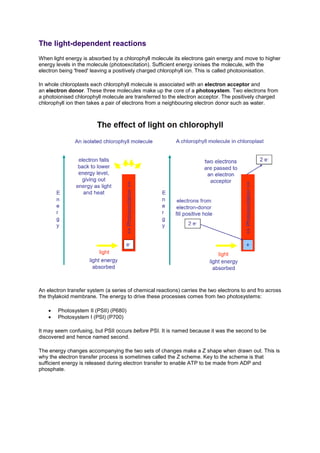 The light-dependent reactions
When light energy is absorbed by a chlorophyll molecule its electrons gain energy and move to higher
energy levels in the molecule (photoexcitation). Sufficient energy ionises the molecule, with the
electron being 'freed' leaving a positively charged chlorophyll ion. This is called photoionisation.
In whole chloroplasts each chlorophyll molecule is associated with an electron acceptor and
an electron donor. These three molecules make up the core of a photosystem. Two electrons from
a photoionised chlorophyll molecule are transferred to the electron acceptor. The positively charged
chlorophyll ion then takes a pair of electrons from a neighbouring electron donor such as water.
An electron transfer system (a series of chemical reactions) carries the two electrons to and fro across
the thylakoid membrane. The energy to drive these processes comes from two photosystems:
• Photosystem II (PSII) (P680)
• Photosystem I (PSI) (P700)
It may seem confusing, but PSII occurs before PSI. It is named because it was the second to be
discovered and hence named second.
The energy changes accompanying the two sets of changes make a Z shape when drawn out. This is
why the electron transfer process is sometimes called the Z scheme. Key to the scheme is that
sufficient energy is released during electron transfer to enable ATP to be made from ADP and
phosphate.
 