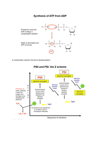 A condensation reaction has led to phosphorylation.
 