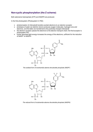 Non-cyclic phosphorylation (the Z scheme)
Both adenosine triphosphate (ATP) and NADPH are produced.
In the first photosystem (Photosystem II, PSII):
• photoionisation of chlorophyll transfers excited electrons to an electron acceptor
• photolysis of water (an electron donor) produces oxygen molecules, hydrogen ions and
electrons, and the latter are transferred to the positively-charged chlorophyll
• the electron acceptor passes the electrons to the electron transport chain; the final acceptor is
photosystem PSI
• further absorbed light energy increases the energy of the electrons, sufficient for the reduction
of NADP+ to NADPH
The oxidised form of nicotinamide adenine dinucleotide phosphate (NADP+
)
The reduced form of nicotinamide adenine dinucleotide phosphate (NADPH)
 