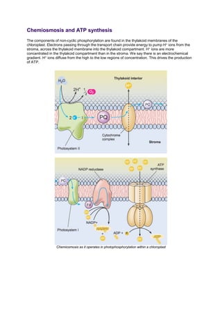 Chemiosmosis and ATP synthesis
The components of non-cyclic phosphorylation are found in the thylakoid membranes of the
chloroplast. Electrons passing through the transport chain provide energy to pump H+ ions from the
stroma, across the thylakoid membrane into the thylakoid compartment. H+ ions are more
concentrated in the thylakoid compartment than in the stroma. We say there is an electrochemical
gradient. H+ ions diffuse from the high to the low regions of concentration. This drives the production
of ATP.
Chemiosmosis as it operates in photophosphorylation within a chloroplast
 
