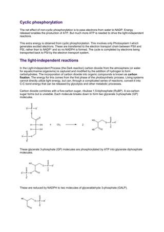 Cyclic phosphorylation
The net effect of non-cyclic phosphorylation is to pass electrons from water to NADP. Energy
released enables the production of ATP. But much more ATP is needed to drive the light-independent
reactions.
This extra energy is obtained from cyclic phosphorylation. This involves only Photosystem I which
generates excited electrons. These are transferred to the electron transport chain between PSII and
PSI, rather than to NADP+ and so no NADPH is formed. The cycle is completed by electrons being
transported back to PSI by the electron transport system.
The light-independent reactions
In the Light-Independent Process (the Dark reaction) carbon dioxide from the atmosphere (or water
for aquatic/marine organisms) is captured and modified by the addition of hydrogen to form
carbohydrates. The incorporation of carbon dioxide into organic compounds is known as carbon
fixation. The energy for this comes from the first phase of the photosynthetic process. Living systems
cannot directly utilize light energy, but can, through a complicated series of reactions, convert it into
C-C bond energy that can be released by glycolysis and other metabolic processes.
Carbon dioxide combines with a five-carbon sugar, ribulose 1,5-biphosphate (RuBP). A six-carbon
sugar forms but is unstable. Each molecule breaks down to form two glycerate 3-phosphate (GP)
molecules.
These glycerate 3-phosphate (GP) molecules are phosphorylated by ATP into glycerate diphosphate
molecules.
These are reduced by NADPH to two molecules of glyceraldehyde 3-phosphate (GALP).
 