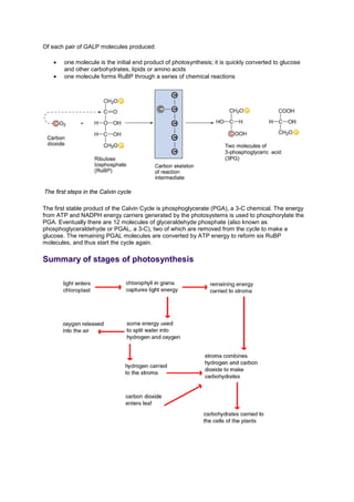 Of each pair of GALP molecules produced:
• one molecule is the initial end product of photosynthesis; it is quickly converted to glucose
and other carbohydrates, lipids or amino acids
• one molecule forms RuBP through a series of chemical reactions
The first steps in the Calvin cycle
The first stable product of the Calvin Cycle is phosphoglycerate (PGA), a 3-C chemical. The energy
from ATP and NADPH energy carriers generated by the photosystems is used to phosphorylate the
PGA. Eventually there are 12 molecules of glyceraldehyde phosphate (also known as
phosphoglyceraldehyde or PGAL, a 3-C), two of which are removed from the cycle to make a
glucose. The remaining PGAL molecules are converted by ATP energy to reform six RuBP
molecules, and thus start the cycle again.
Summary of stages of photosynthesis
 