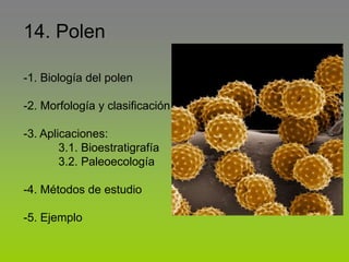 Aberturas. Diferentes tipos de granos de polen: 1. Inaperturado. 2
