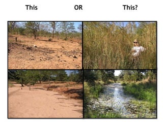 Precious Phiri - Community Development in Zimbabwe via Eco-restoration