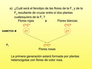 a) ¿Cuál será el fenotipo de las flores de la F1 y de la
F2 resultante de cruzar entre sí dos plantas
cualesquiera de la F1 ?
Flores rojas
x
Flores blancas
CRCR
CBCB
GAMETOS 

F1

CR

CB

CRCB
Flores rosas
La primera generación estará formada por plantas
heterocigotas con flores de color rosa.

 