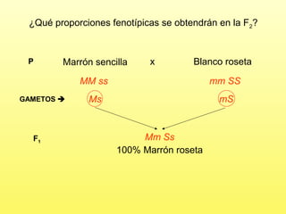 ¿Qué proporciones fenotípicas se obtendrán en la F2?

P

Marrón sencilla

x

Blanco roseta

MM ss
GAMETOS 

F1

mm SS

Ms

mS

Mm Ss
100% Marrón roseta

 