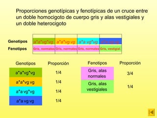 Proporciones genotípicas y fenotípicas de un cruce entre
un doble homocigoto de cuerpo gris y alas vestigiales y
un doble heterocigoto
Genotipos

a+a+vg+vg a+a+vg vg a+a vg+vg a+a vg vg

Fenotipos

Gris, normales Gris, normales Gris, normales Gris, vestigial.

Genotipos

Proporción

Fenotipos

Proporción

a+a+vg+vg

1/4

Gris, alas
normales

3/4

a+a+vg vg

1/4

a+a vg+vg

1/4

Gris, alas
vestigiales

1/4

a+a vg vg

1/4

 