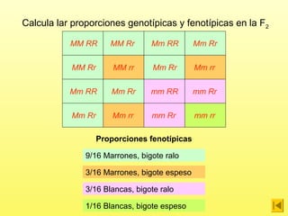 15 problemas de genética corregidos | PPT