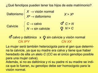 ¿Qué fenotipos pueden tener los hijos de este matrimonio?
Daltonismo

X → visión normal
Xd → daltonismo

X > Xd

Calvicie

C → calvo
N → sin calvicie

C>N
N>C

calvo y daltónico x
sin calvicie y visión normal
CN XdY
CN XX
La mujer será también heterocigota para el gen que determina la calvicie, ya que su madre era calva y tiene que haber
heredado de ella un alelo C (CC es el único genotipo posible
para una mujer calva).
Además, si no es daltónica y ni su padre ni su madre se indica que lo fueran, su genotipo debe ser homocigoto para la
visión normal.

 