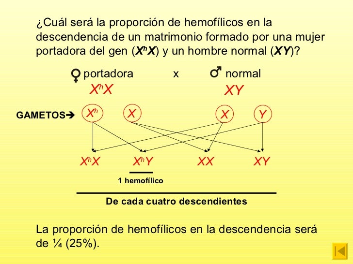 15 problemas genética resueltos y explicados