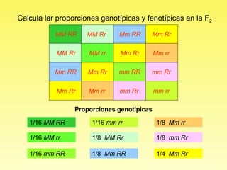 Calcula lar proporciones genotípicas y fenotípicas en la F2

           MM RR     MM Rr    Mm RR     Mm Rr


           MM Rr     MM rr     Mm Rr        Mm rr


           Mm RR     Mm Rr    mm RR     mm Rr


           Mm Rr     Mm rr     mm Rr        mm rr

                 Proporciones genotípicas

   1/16 MM RR         1/16 mm rr             1/8 Mm rr

   1/16 MM rr         1/8 MM Rr              1/8 mm Rr

   1/16 mm RR         1/8 Mm RR              1/4 Mm Rr
 