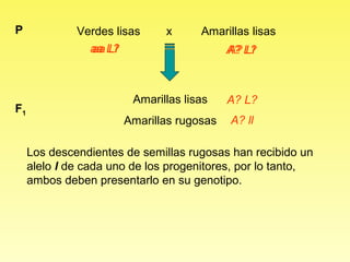 P             Verdes lisas     x      Amarillas lisas
                aa L?
                aa Ll                      A? L?
                                           A? Ll



                         Amarillas lisas   A? L?
F1
                       Amarillas rugosas   A? ll

     Los descendientes de semillas rugosas han recibido un
     alelo l de cada uno de los progenitores, por lo tanto,
     ambos deben presentarlo en su genotipo.
 