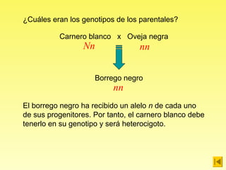 ¿Cuáles eran los genotipos de los parentales?

          Carnero blanco x Oveja negra
                 Nn               nn


                     Borrego negro
                          nn
El borrego negro ha recibido un alelo n de cada uno
de sus progenitores. Por tanto, el carnero blanco debe
tenerlo en su genotipo y será heterocigoto.
 
