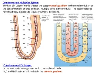 #15 Renal Function and Failure - Copy.ppt lecture notes | PPT