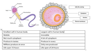 15 Reproduction human and puberty of teenager | PPTX