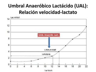 Umbral Anaeróbico Lactácido (UAL):
Relación velocidad-lactato
Umb. Anaerób. Lact.
 