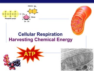 Cellular Respiration Harvesting Chemical Energy 2007-2008 ATP 