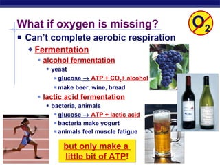 What if oxygen is missing? Can’t complete aerobic respiration Fermentation alcohol fermentation yeast glucose     ATP + CO 2 + alcohol make beer, wine, bread lactic acid fermentation bacteria, animals glucose     ATP +   lactic acid bacteria make yogurt animals feel muscle fatigue but only make a  little bit of ATP ! O 2 