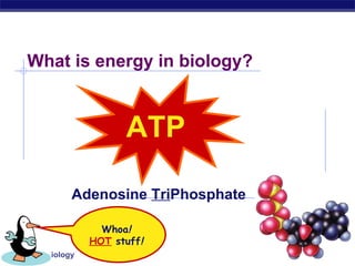 2007-2008 ATP What is energy in biology? Whoa !   HOT  stuff !   Adenosine  Tri Phosphate 
