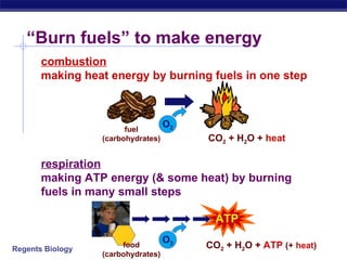 “ Burn fuels” to make energy combustion making heat energy by burning fuels in one step CO 2  + H 2 O +  ATP  (+  heat ) respiration making ATP energy (& some heat) by burning fuels in many small steps CO 2  + H 2 O +  heat fuel (carbohydrates) O 2 ATP food (carbohydrates) O 2 