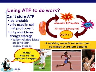 Using ATP to do work? A working muscle recycles over  10 million ATPs per second Can’t store ATP too unstable only used in cell  that produces it only short term energy storage carbohydrates & fats are long term  energy storage ATP ADP + P work Whoa !   Pass me the glucose & oxygen !   Adenosine  Di Phosphate Adenosine  Tri Phosphate 